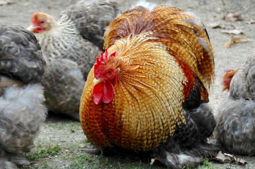Ngoại hình của gà Bắc Kinh có sự khác biệt so với các giống gà khác