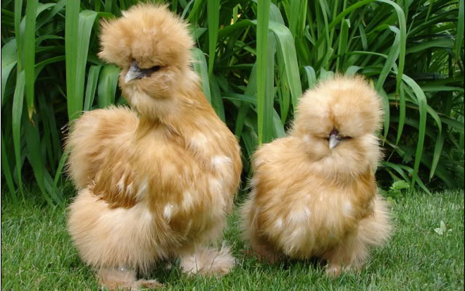 Tại sao gà lông lụa được nhiều người lựa chọn nuôi