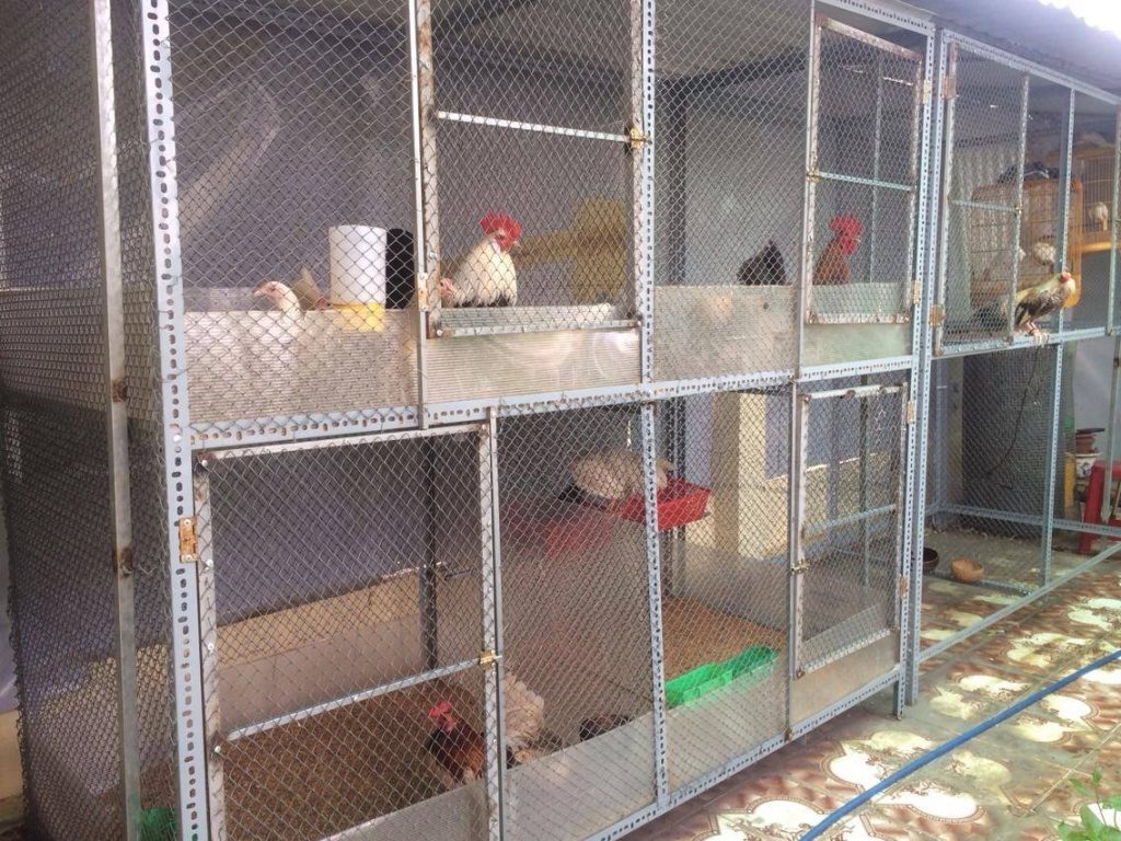 Một số lợi ích của việc xây chuồng nuôi gà chọi
